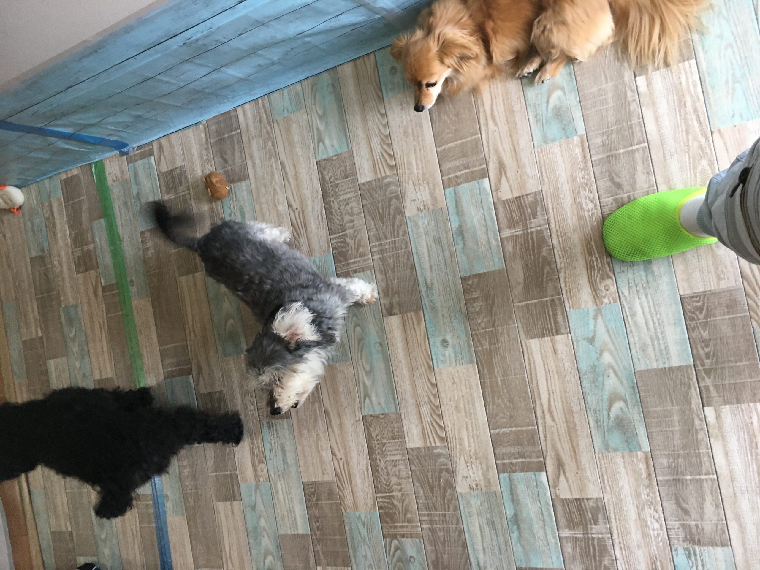 大阪市住之江区で小型犬５匹のお宅でエアコンクリーニング！ 