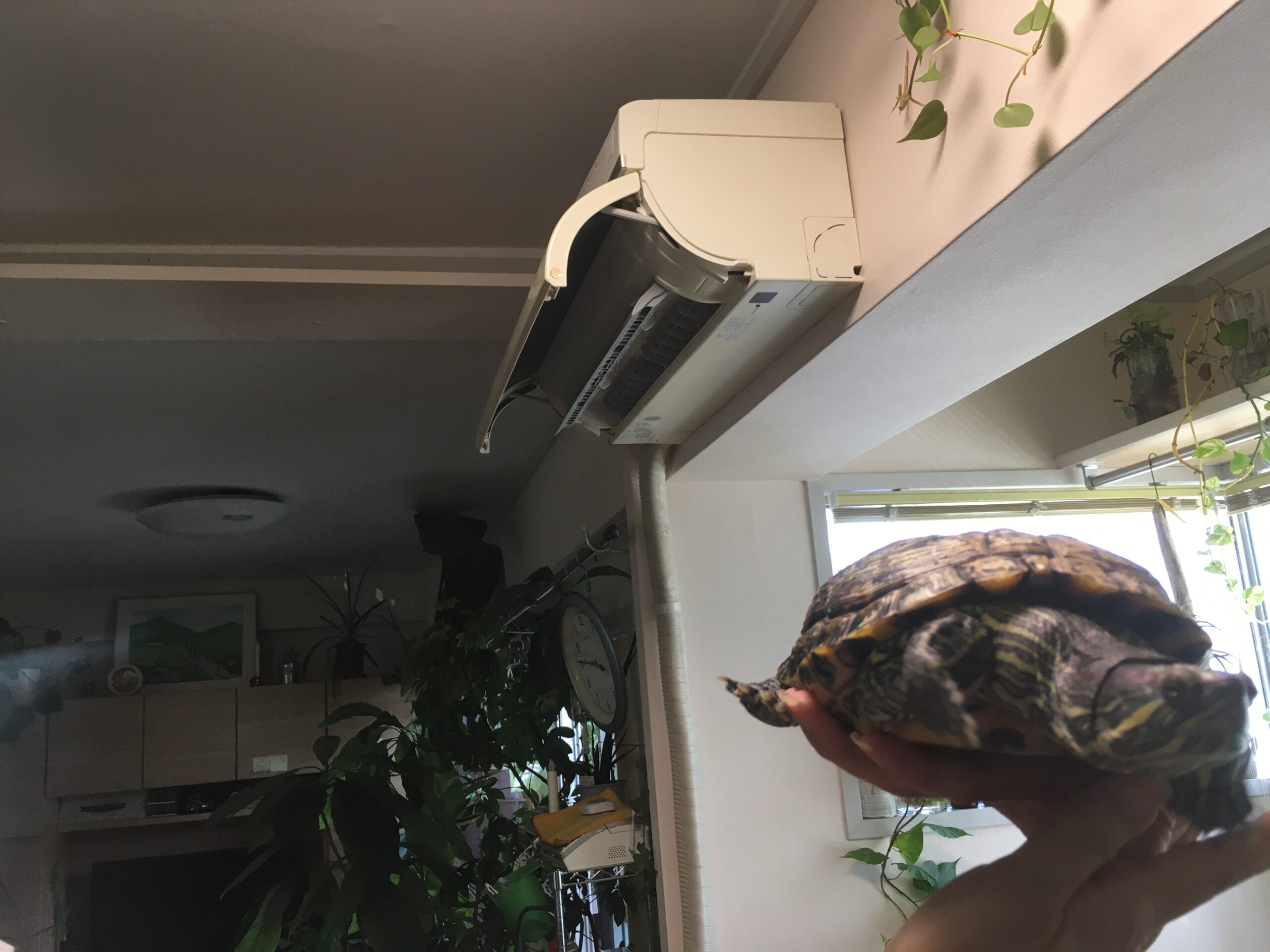 ペットの亀ちゃんのお宅のエアコンクリーニング！ 